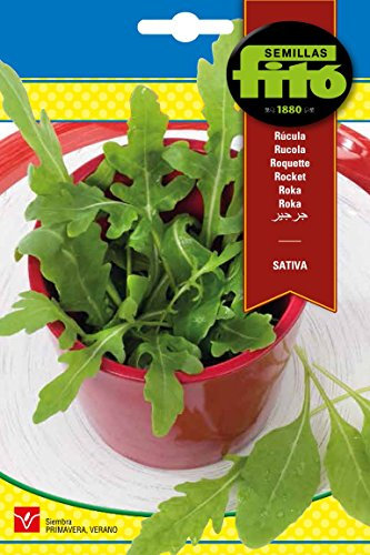 graines fitó 8073 – graines de roquette Sativa