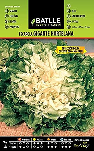 Semillas Batlle Escarola Gig. Hortelana Sel. DELTA