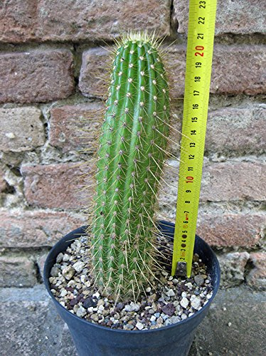 Geosism & Nature Trichocereus huascha 20 cm, Cactus, pianta grassa