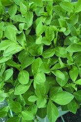 KINGS SEEDS: GREEN MANURE FIELD BEANS