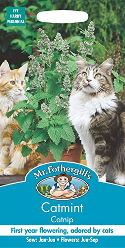 Mr Fothergills - Pictorial Packet - Herb - Nepata Catmint Catnip - 250 Seeds