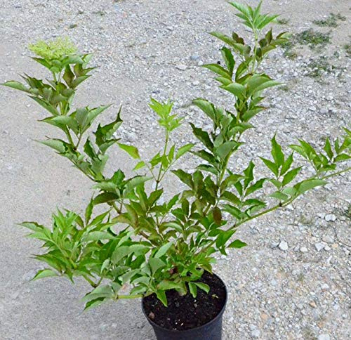 Schwarzer Holunder Haschberg Sambucus nigra, großfrüchtige Sorte Pflanze im 3-5 Liter Topf