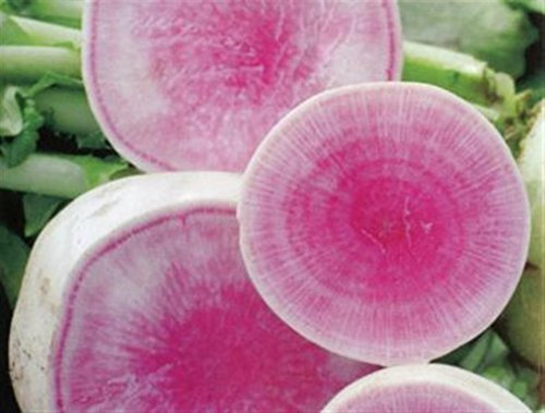 Heirloom Heritage Round Radish Seeds RED Meat Watermelon Rose Beauty Certified French Organic Grower