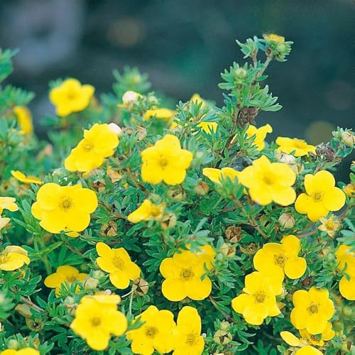 Fingerstrauch 'Kobold' Potentilla Dasiphora fruticose Strauch mit zitronen- bis gold-gelben Blüten als Hecke oder in Einzelstellung von Garten Schlüter - Pflanzen in Top Qualität