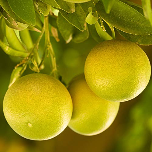 YouGarden Citrus Grapefruit Fruit Tree, Supplied as an Established Tree in 4 Litre Pot, Citrus Fruit Tree for Gardens or Patios, Grow Your Own Grapefruit Tree, Exotic Fruit Tree
