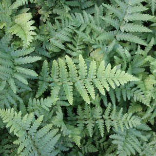 Dryopteris filix-mas – Winterhart, Mehrjährig, Pflegeleicht – Wurmfarn – Schattenstaude für Beet & Garten