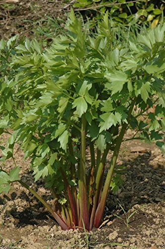 500 Seeds - Lovage Herb - (Levisticum Officinalis) hardy long-lived perennial !