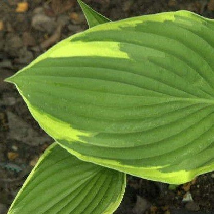Hosta x fortunei 'Aureo-Marginata' – Winterhart, Mehrjährig, Pflegeleicht – Funkie Goldrand – Staude für Beet & Schattenbereich