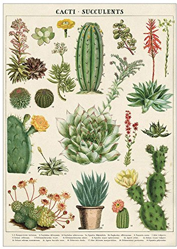 Cavallini Decorative Wrap Poster, Cacti & Succulents, 20 x 28 inch Italian Archival Paper (WRAP/SUC)