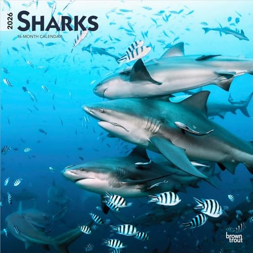 Sharks | Calendario mensual cuadrado de pared 2026 de 12 x 24 pulgadas (colgado) | Sin plástico | BrownTrout | Animales marinos y peces