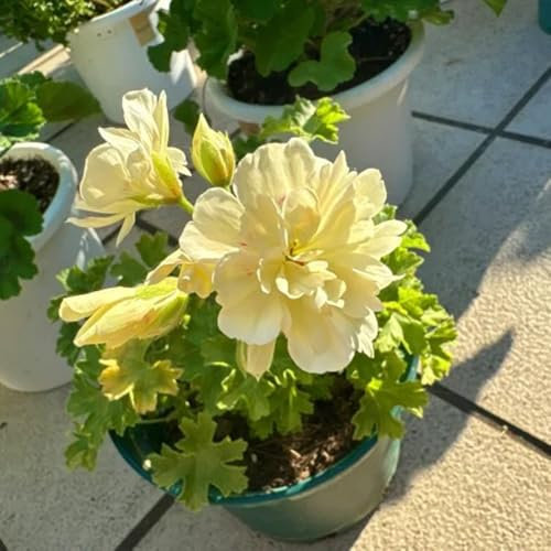 geranien samen winterhart - pelargonium - topfpflanzen draußen winterhart, deko blumen geranien pflanzen samen, kräuterpflanzen, blumen für balkon wildblumensamen, hochbeet samen 10pcs