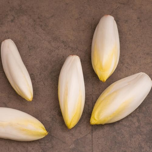semillas de achicoria perenne, jardín de rocas resistentes, ensalada de achicoria, invierno, resistentes para el jardín 100pcs