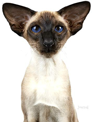 Journal: Siamese Cat Notebook