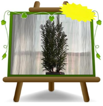 Chamaecyparis Spach planta ornamental en maceta de 9 cm Altura: 30~40 cm