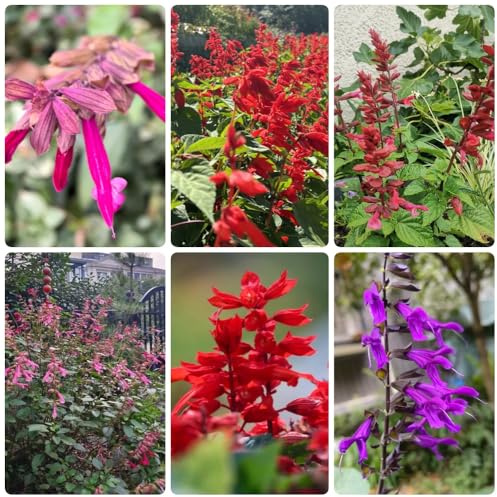 Semillas de salvia de fuego, silvestres Salvia esplendorosa, de siembra de otoño de balcón perennes jardín 350pcs