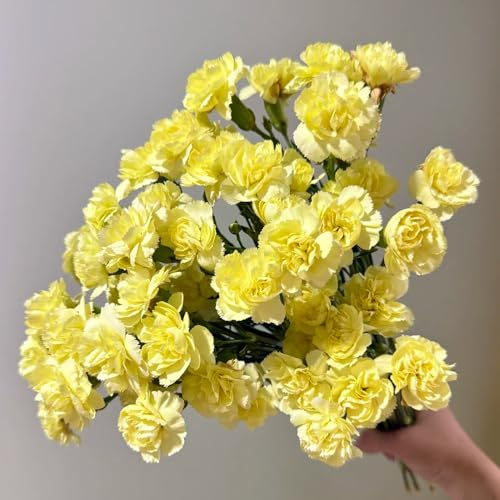 Semi di garofano perenni resistenti, aiuole rialzate da giardino biologici balcone 30pcs