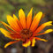 Blumixx Stauden Heliopsis scabra 'Burning Hearts' – Gelbes Sonnenauge mit roten Blüten | winterhart & mehrjährig | bienenfreundlich | Beet- & Gartenstaude für sonnige Standorte