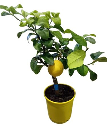 Limonero Natural en Maceta de 17cm – Árbol Grande con Fruta Exquisita y Aroma Refrescante