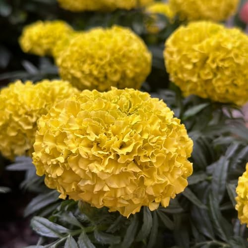 semillas de tagetes perennes - caléndula, para balcón de caléndula tagetes orgánicas, decorativas, 400pcs