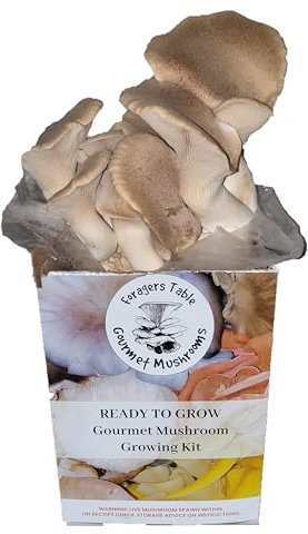 King Oyster Mushroom Growing Kit | Gardening Gifts - Ready to Grow Mushrooms Kit | Fun to Grow & Delicious to Eat | King Oyster Grow Kit | Grow Your Own Kits - Mushroom Gifts | Foragers Table