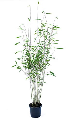 Schwarzer Bambus - Fargesia nitida Black Pearl - keine Wurzelausläufer - schnell wachsend - winterhart (100/125 cm hoch)