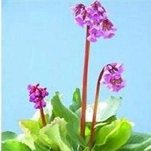 Semi Freschi - Bergenia - Cordifolia - 50 Semi