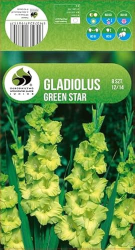 AGRONOM | GLADIOLOS - GREEN STAR | Bulbos de flores perennes | Flores verdes | Cultivadas en jardines de flores y céspedes floridos | 8 bulbos