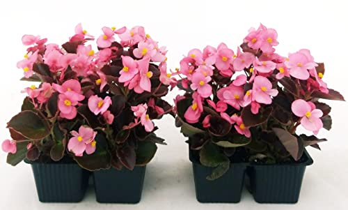 POWERS TO FLOWERS - BEGONIA SEMPERFLORENS, BEGONIETTA DA ESTERNO, FOGLIA ROSSA e FIORE ROSA, 8 PIANTE, piante vere