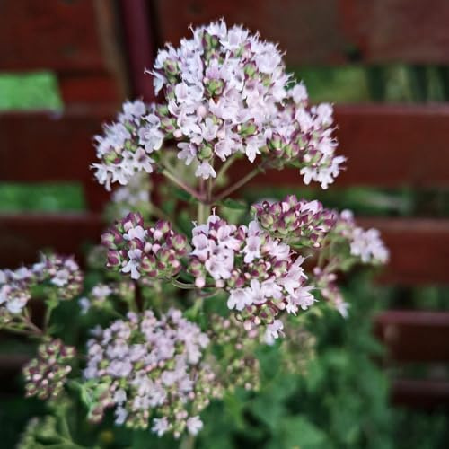 Semi di maggiorana perenne resistente, esotiche Origano majorana, medicinali, culinarie orto balcone orto 200pcs