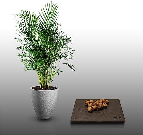 10 graines à semer - Le Grenier d'Abondance - PALMISTE MULTIPLIANT - Dypsis Lutescens