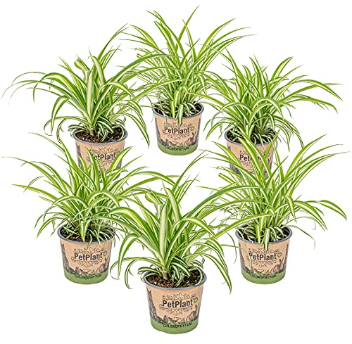 Bloomique - Lot de 6 - Chlorophytum 'Variegatum' - Plante araignée - Dépolluante - Sans danger - 20-30 cm de Haut - Pot 12 cm