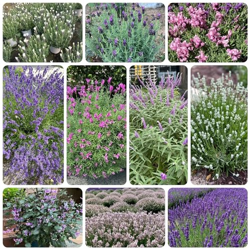 Semi resistenti di lavanda perenni, tappezzanti e resistenti di lavanda biologici, decorazioni giardino per esterno, 200pcs