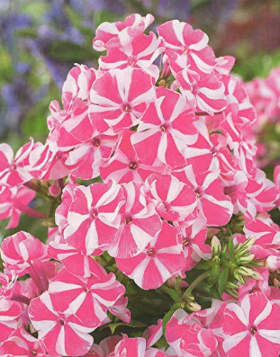 Hoher Phlox paniculata Peppermint Twist Flammenblume1 Wurzelstück Winterhart Staude