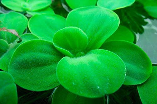Aquarium Fan - 10 plantes flottantes vivantes (laitue d'eau naine) pour aquarium pour débutant