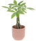 KENTIS - Pachira Acquatica - Pianta da Interno Portafortuna - Piante Vere da Appartamento - H 25-35 cm Vaso Ø 12 cm