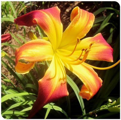Bulbos de Hemerocallis -Matas Voluminosas y Decorativas -Ideal para Borduras Soleadas -Hemerocallis bulbos-4 Bulbos