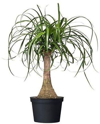 American Plant Exchange Live Ponytail Palm Tree, Bottle Palm Tree, Elephant’s Foot Houseplant, Ideal for Home and Garden Decor, 6 Pot