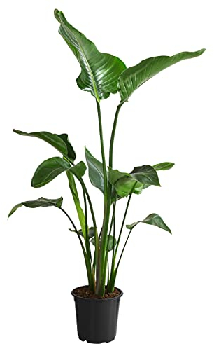 Dehner Baumstrelitzie Nicolai, große grüne Blätter, ca. 90 cm, Ø Topf 21 cm, Zimmerpflanze