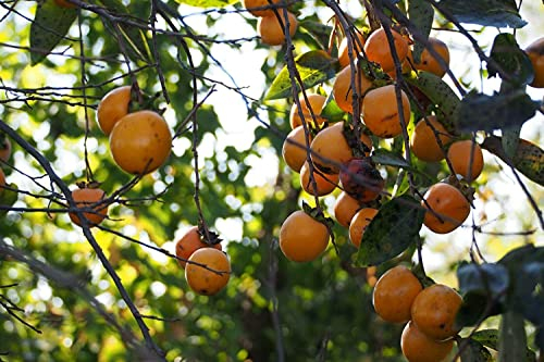Kakipflaume Diospyros kaki Pflanze 5-10cm Kaki Kakibaum Götterfrucht Rarität