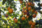 Kakipflaume Diospyros kaki Pflanze 5-10cm Kaki Kakibaum Götterfrucht Rarität