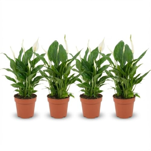 Spathiphyllum Einblatt – 4 Pflanzen – Ø12cm – Höhe 35–40cm – Luftreinigende Zimmerpflanze – Weiße Blüten – Ideal für Wohnraum & Büro