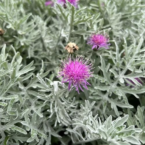 semi di fiordaliso, aiuole rialzate giardino, letto rialzato, resistenti perenni, 400pcs