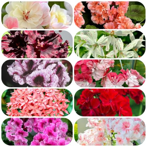 semillas de geranios pelargonio Decoraciones jardines exteriores 200pcs