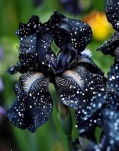 Bulbi di Iris | Eleganti, Freschi, Delicati, Robusti, Versatili, Naturali, Sereni,iris bulbi-5 Bulbi