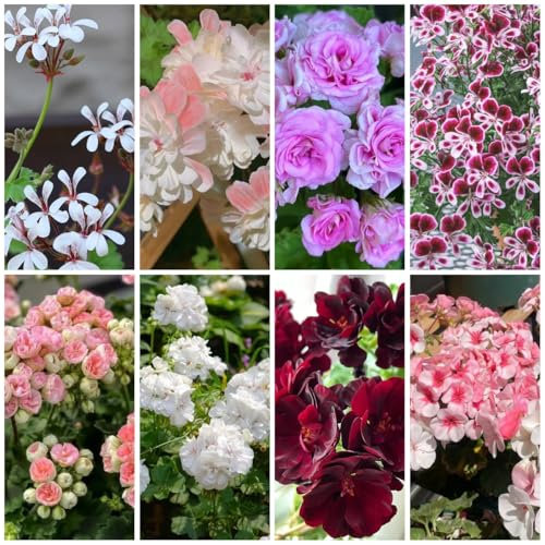 50 Pcs Geranien Samen Stehend - Pelargonium - Wildblumen Balkonblumen, Schnittblumen Samen Geranien Pflanzen Samen Mehrjährig, Blumenwiese Samen, Steingartenpflanzen Winterhart Saatgut