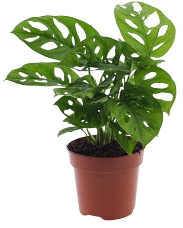 Monstera Monkey Leaf – Fensterblatt – Ø12cm – 30cm – Pflegeleichte Lochpflanze mit dekorativem Blattmuster – Tropische Zimmerpflanze für halbschattige Standorte