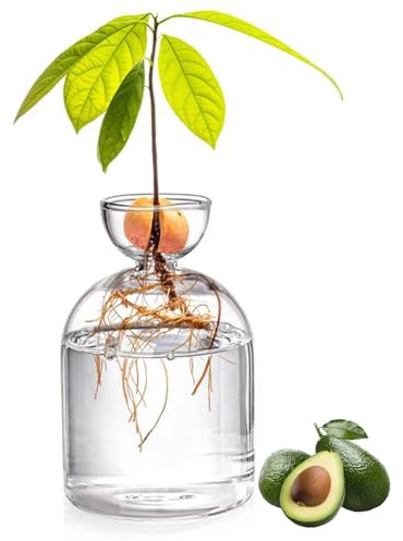 Jarrón de aguacate, jarrón de inicio de semillas de aguacate de vidrio de 3.4x5.4 pulgadas, plantador de árbol de aguacate transparente, jarrones de brotes transparentes para el enraizamiento del agu