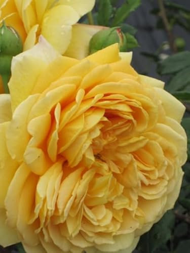 Englische Rose Golden Celebration® Synonym Ausgold® - Austin-Rosen Duft+++