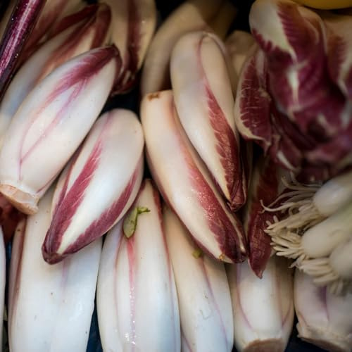 semi di cicoria vecchi di radicchio di resistenti aiuole rialzate per giardino, sementi di biologici 60pcs