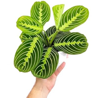 Maranta Lemon Lime Planta Natural de Interior Apta para Mascotas